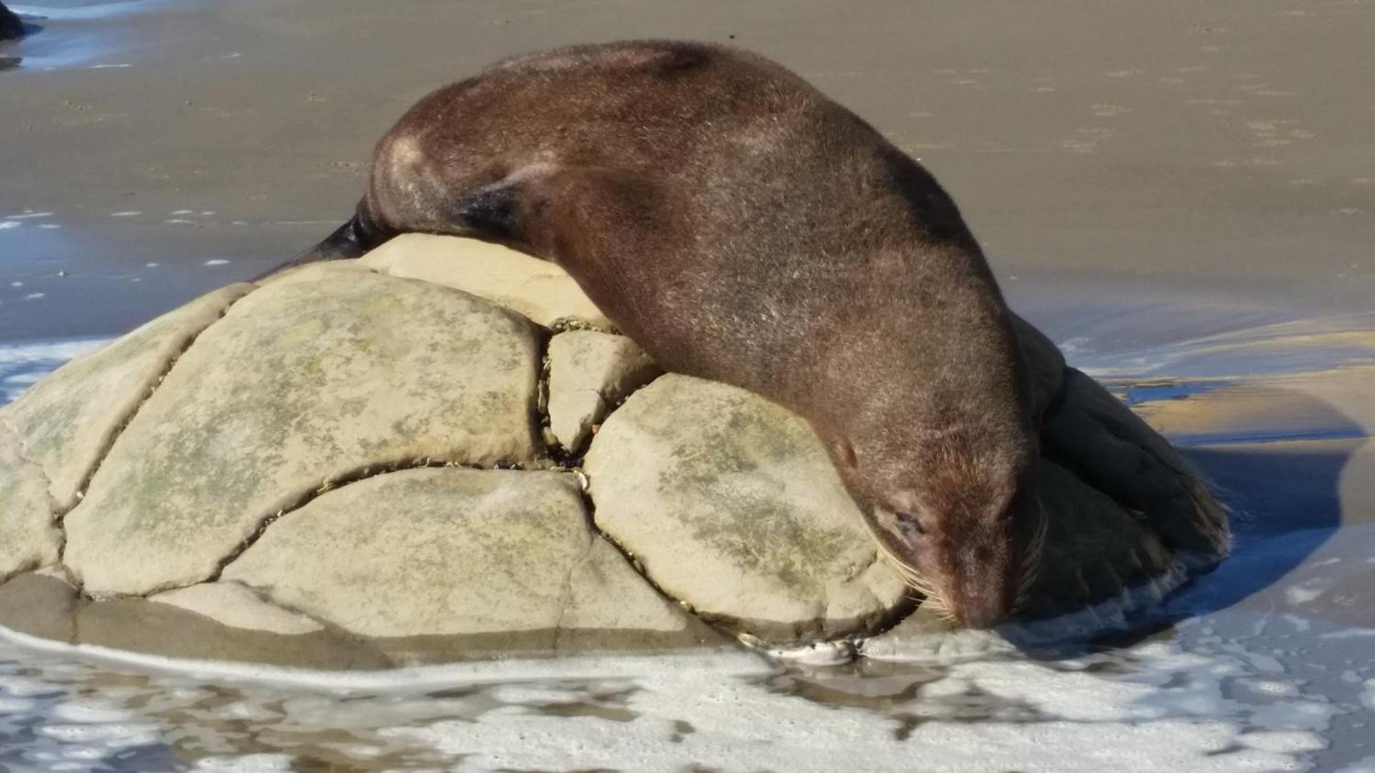Moeraki Boulders Motel Hampden Екстериор снимка